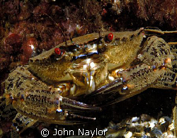 velvet swimming crab.St.Abbs marine reserve.Scotland. by John Naylor 